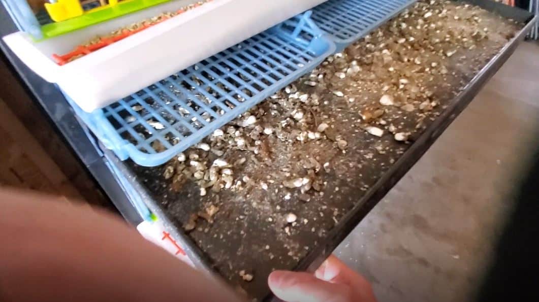 Hatching Time Quail & Partridge Cage Review