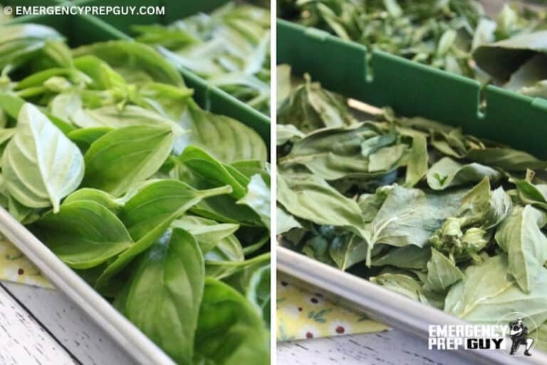 How to FreezeDry Herbs (StepbyStep With Photos)