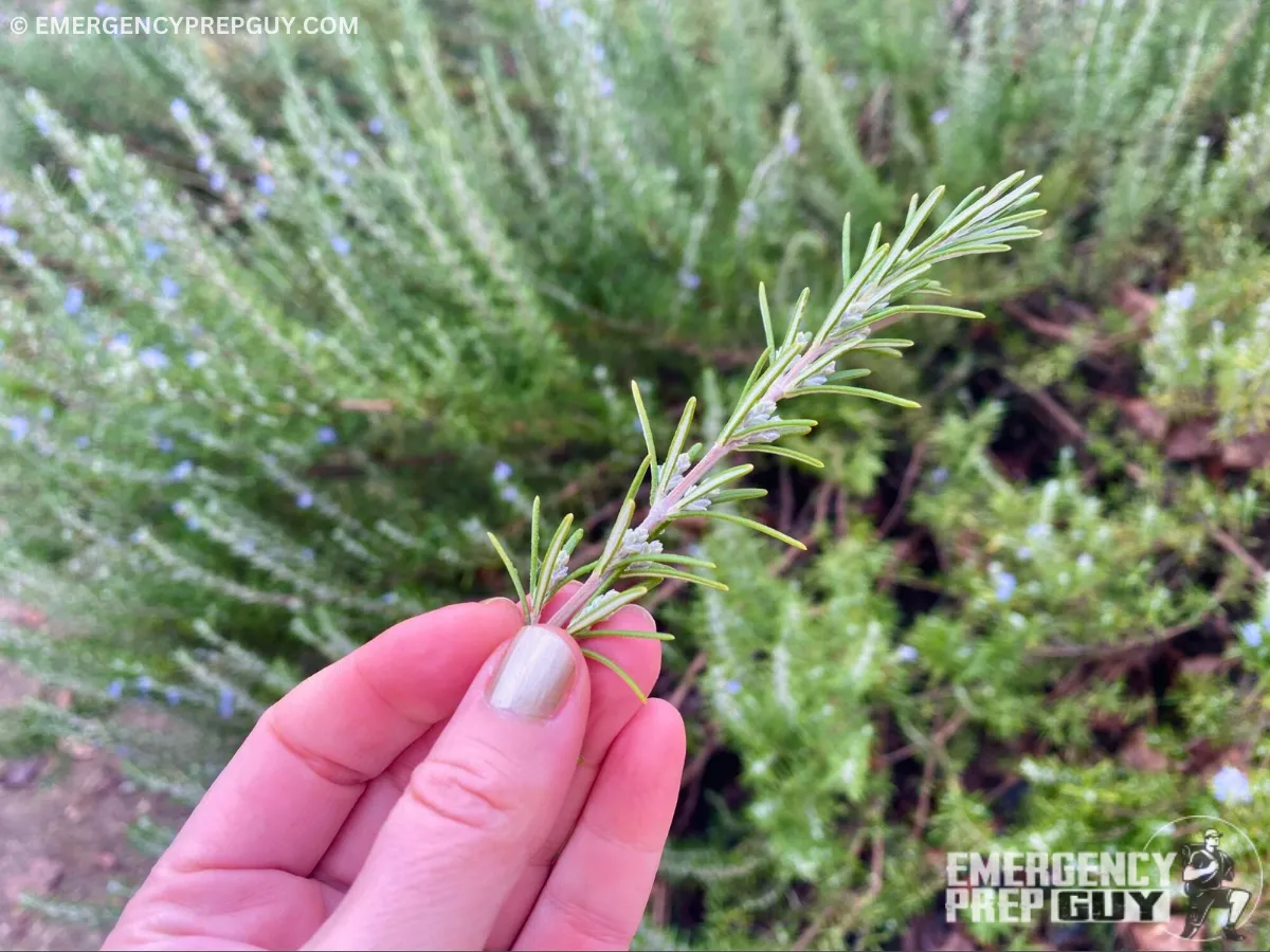 A sprig of fresh rosemary from my yard